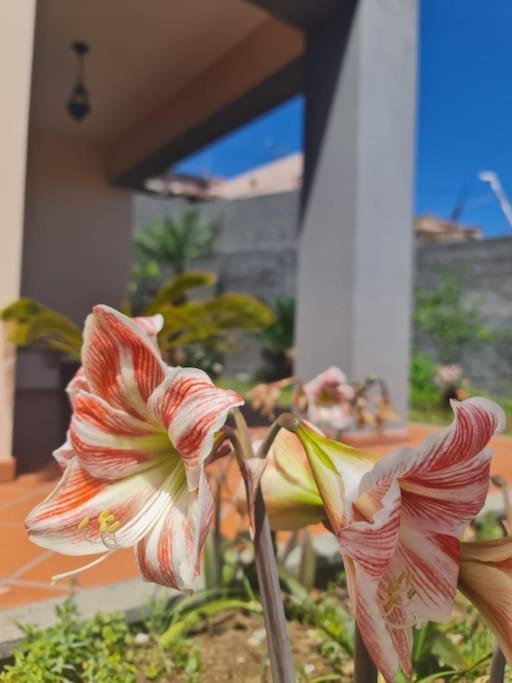 Casa Da Portada Seixal (Madeira)